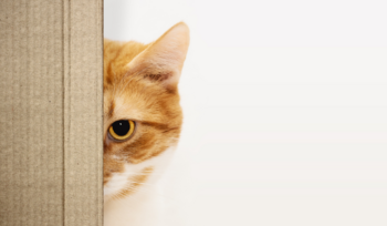 Understanding Cat Behavior